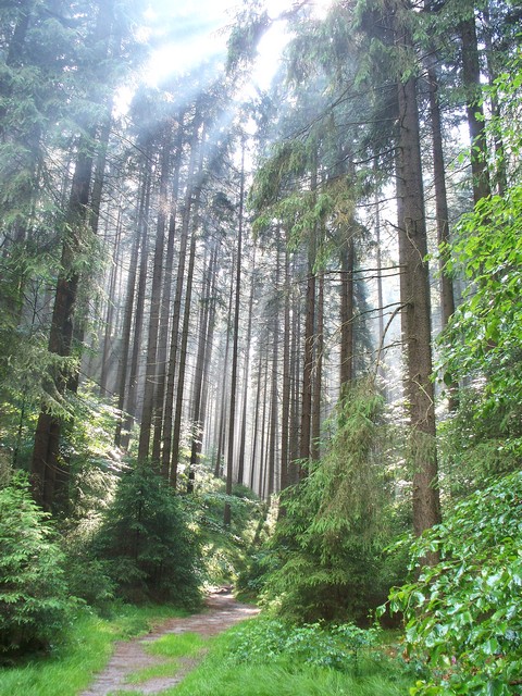 Lichtstrahlen in grünem Wald