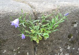Glockenblume
