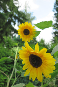 Sonnenblumen