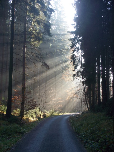 Lichtstrahlen in dunklem Wald